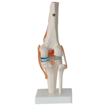 Dekorácie Remesiel Ľudské Kostry Kolenného Kĺbu Anatómie Modely Kostry Modelu s Väzy Spotrebný materiál na Vyučovanie Figúrky